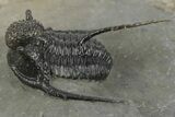 Spiny Cyphaspis Trilobite - Ofaten, Morocco #245932-1
